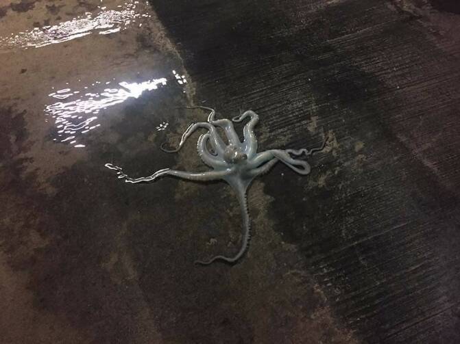 The infamous garage octopus. Photo courtesy of Richard Conlin.