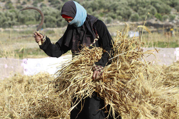 A Palestinian woman harvests wheat by hand on a farm near Salfit, West Bank, in 2016. Education is essential in enabling women in every country "to become dignified agents of their own development," said Archbishop Bernardito Auza, the Vatican's permanent observer to the United Nations Oct. 6 at U.N. headquarters in New York. (CNS photo/Alaa Badrneh, EPA) 